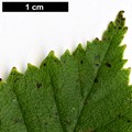 SpeciesSub: var. parvifolia